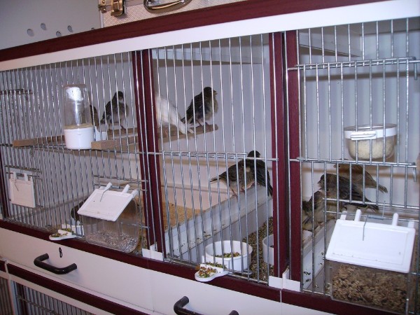 Zuchtbox mit Jungvögel